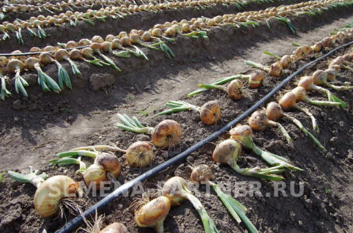 Лук репчатый Штуттгартер Ризен - Партнер фото 2