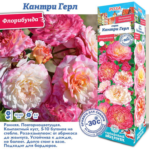 Роза Кантри Герл (Флорибунда) 1шт