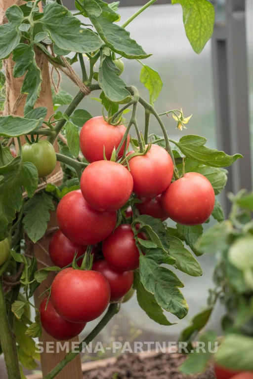 Томат Лимеренс - Партнер фото 4