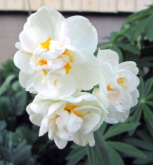 Нарцисс Брайдал Краун Bridal Crown 5 шт.