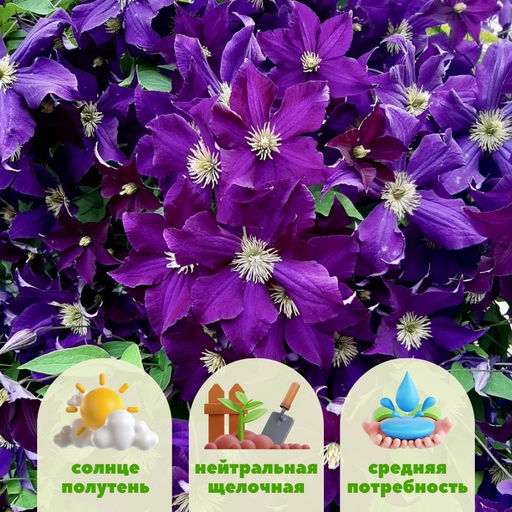 Клематис Виола - Долина роз фото 2