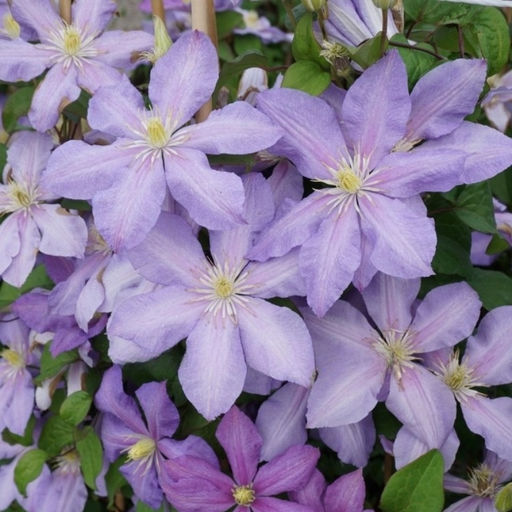 Клематис Паола - Долина роз фото 3