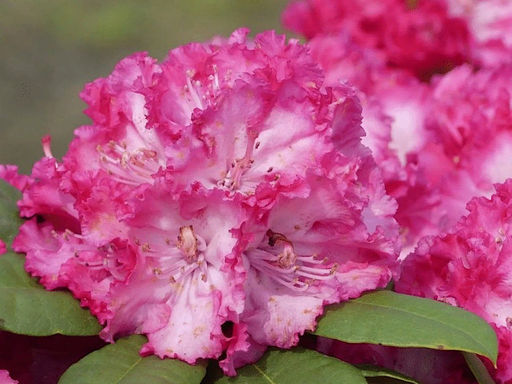 Рододендрон Ann Lindsay (Энн Линдси) - Долина роз фото 6