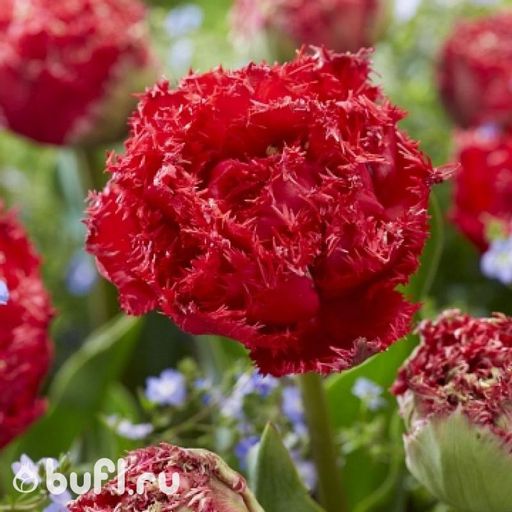 Тюльпан Quatar (5 луковиц)