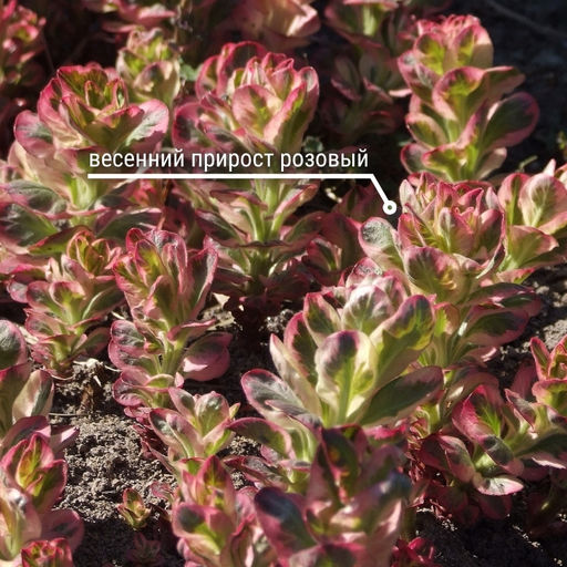 Вербейник точечный Александр - Долина роз фото 3