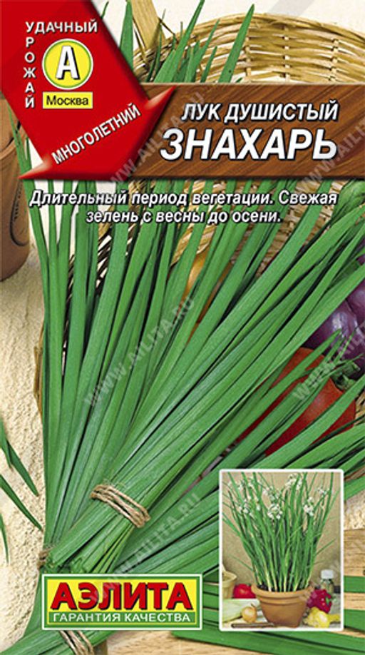 Лук душистый Знахарь