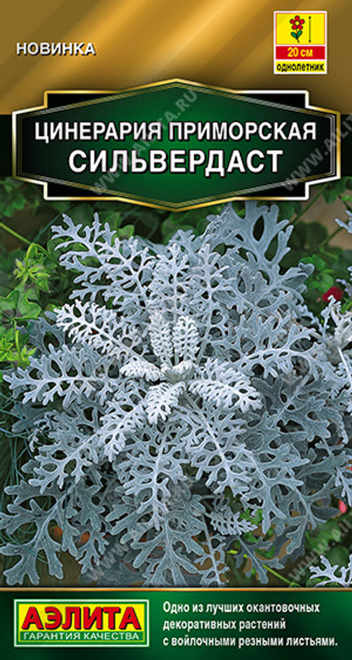 Цинерария Сильвердаст