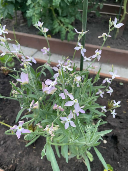 Маттиола ЛЕТНЕЕ БЛАГОУХАНИЕ В ВЕЧЕРНЕМ САДУ - Уральский дачник фото 3