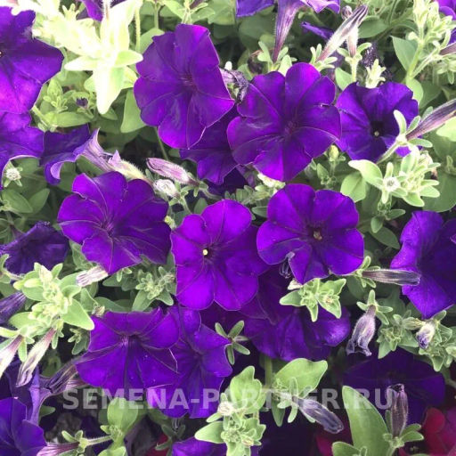 Петуния МиМи Сильвана каскадная синяя - Партнер фото 8