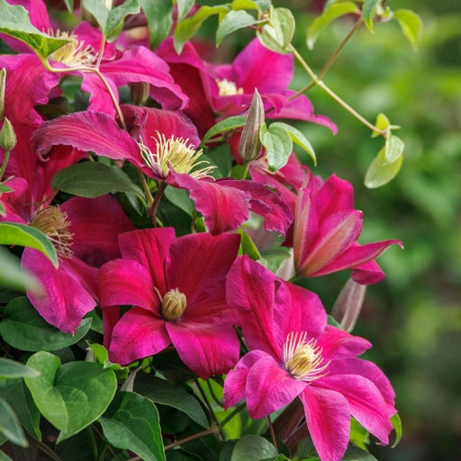 Клематис Ниобе - Долина роз фото 7