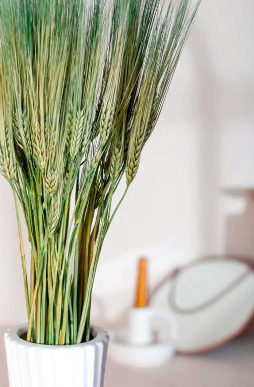 Ячмень натуральный, пучок 100г, 60 колосьев, h 60-70см