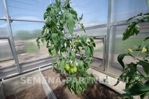 Томат Винтаж - Партнер фото 3