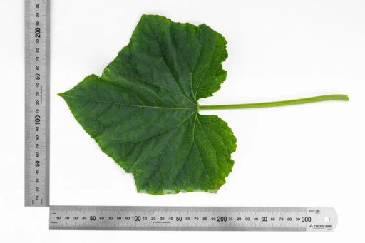 Огурец партенокарпический Директор - Партнер фото 7