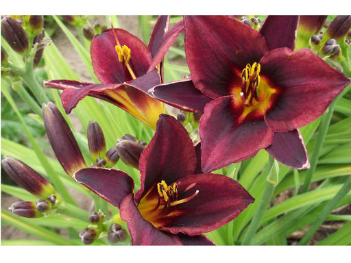 Лилейник Чоколад Кенди - Долина роз фото 2