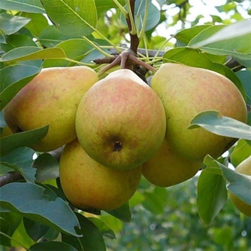 Груша Добрянка (саженец с этикеткой) 1шт