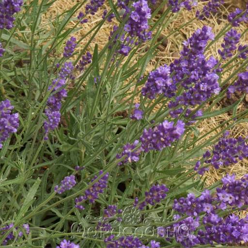 Лаванда узколистная (цветки)