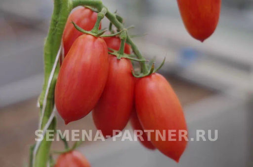 Томат Леон - Партнер фото 4