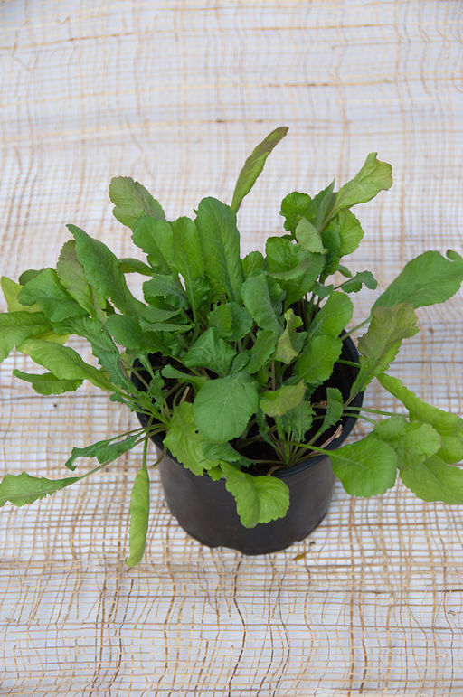 Кресс-салат Темп (сер.Четыре лета) (А) (ЦВ) 1 гр. - Поиск фото 2