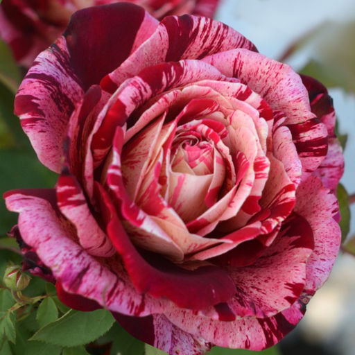 Роза Оттавио Миссони (Чайно-гибридная) 1шт