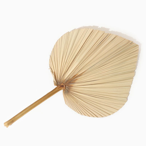 Сухие цветы «Лист пальмовый», 50×25×2 см