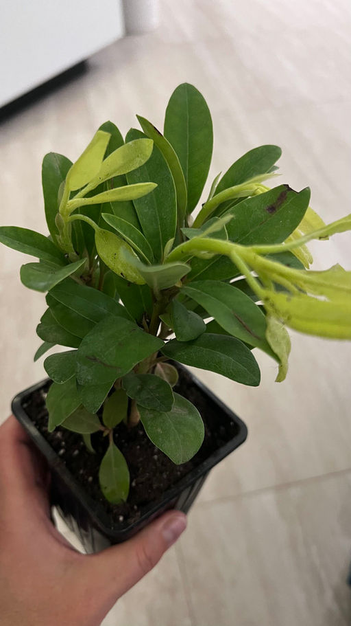 Рододендрон Катевбинский Грандифлорум