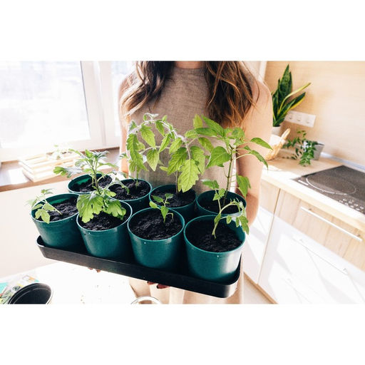 Комплект для рассады 41х20х10,5см (8 горшков со съемным дном 500мл, поддон) (пластик) цветной