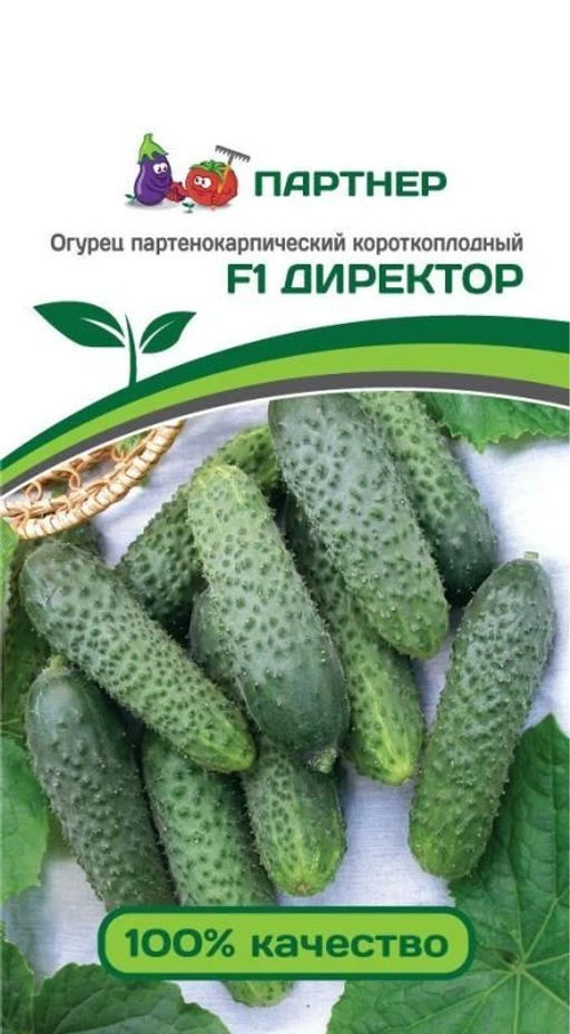 Огурец партенокарпический Директор - Партнер фото 3