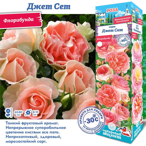 Роза Джет Сет (Флорибунда) 1шт