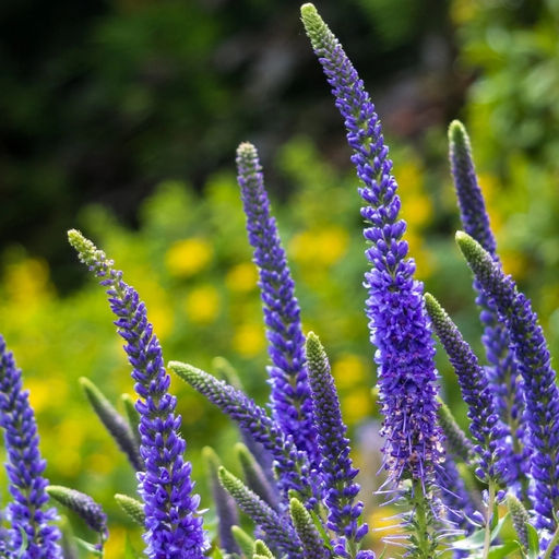 Вероника колосковая Анниверсари Блю - Долина роз фото 3