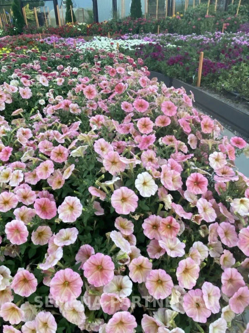 Петуния Лулу Коктейль каскадная нежно-розовая - Партнер фото 5