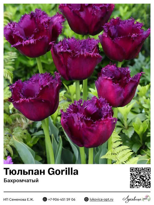 Тюльпан Gorilla (Бахромчатый)