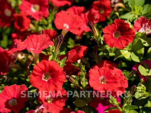 Петуния Амбре Вителия каскадная красная - Партнер фото 2