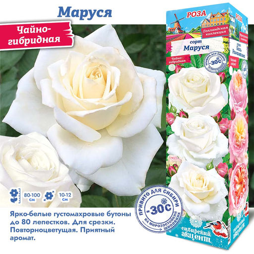 Роза Маруся (Чайно-гибридная) 1шт