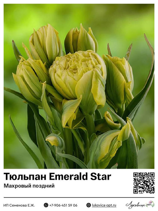 Тюльпан Emerald Star (Махровый поздний)