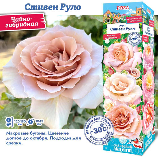 Роза Стивен Руло (Чайно-гибридная) 1шт