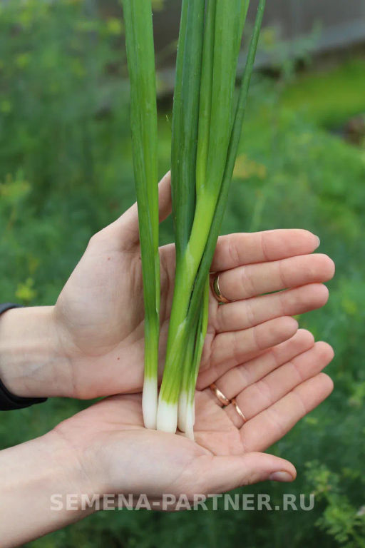 Лук батун Перформер - Партнер фото 4