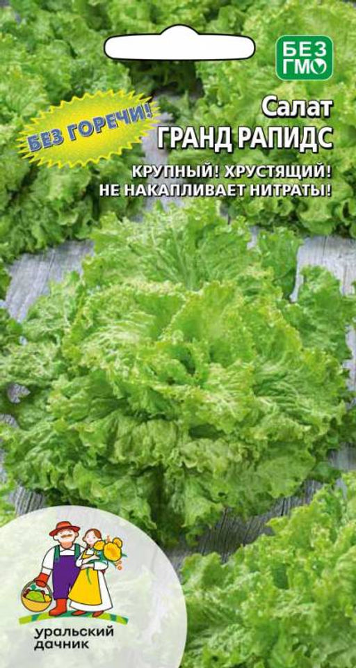 Салат ГРАНД РАПИДС Без горечи! Крупный! Хрустящий! Не накапливает нитраты!