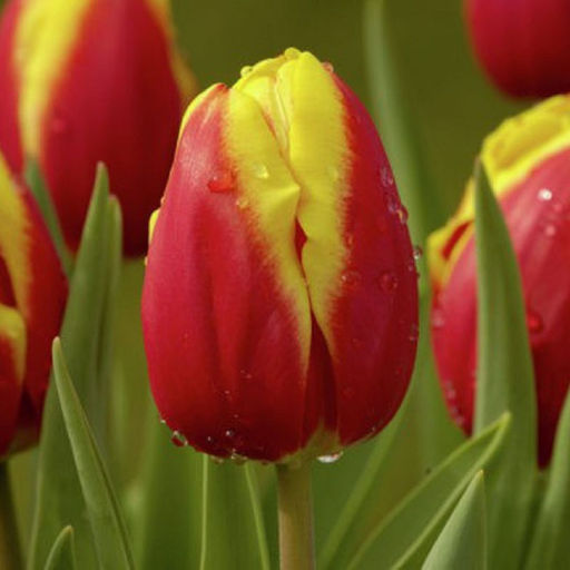 ТЮЛЬПАН Доу Джонс Разбор 11/12 Кол-во 
 упак., шт 8