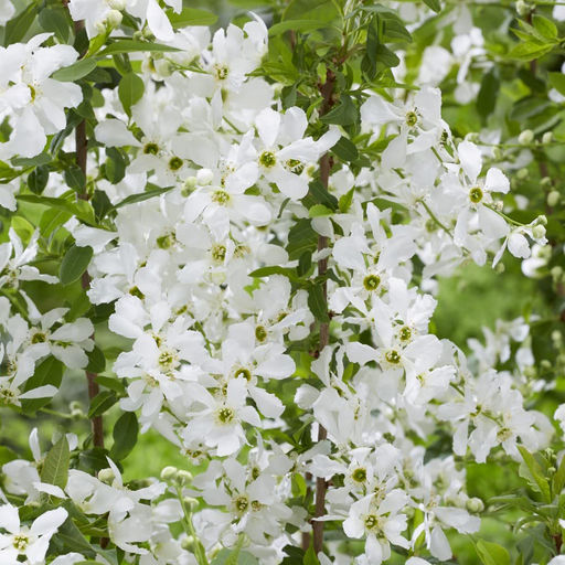 Экзохорда кистистая Blushing Pearl (Блашинг Перл) - Голландские луковицы фото 4