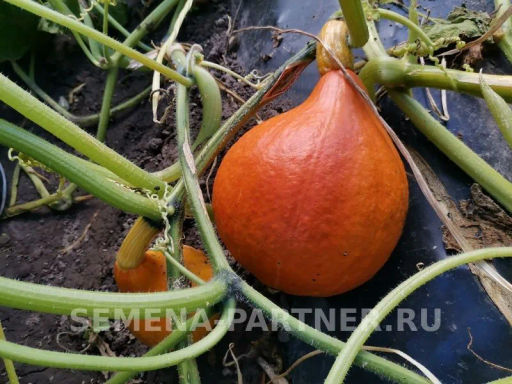 Тыква Учики Кури - Партнер фото 6