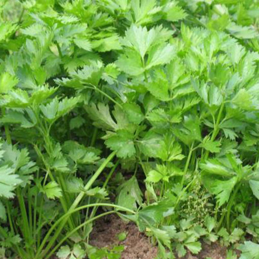 6276U Сельдерей черешковый и листовой Бодрость 0,5гр