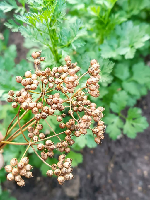 Кориандр (Кинза) БОРОДИНСКОЕ ПОЛЕ Ароматная, витаминная зелень! Незаменимая пряность, отличный медонос! - Уральский дачник фото 4