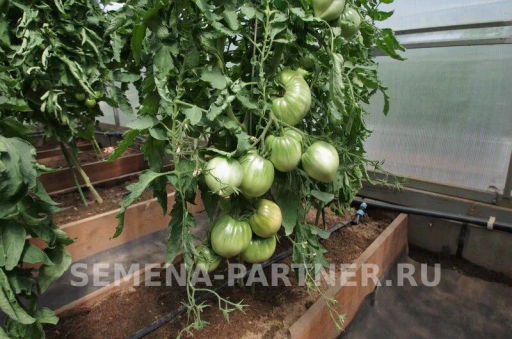 Томат Фиолетовое Сердце - Партнер фото 6