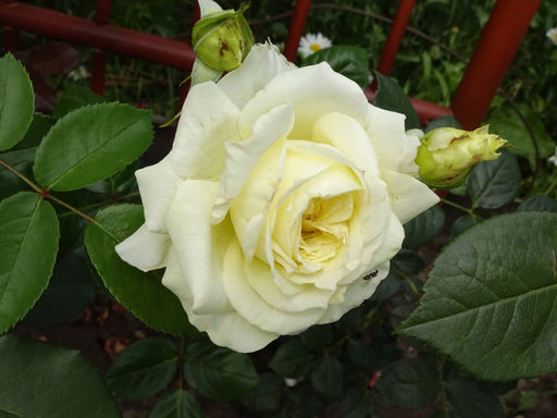 Роза Эльф - Долина роз фото 2