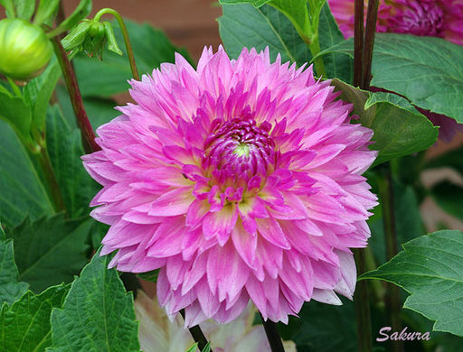 КРОКУС Гранд Мэтр Разбор 7/8 Кол-во 
 упак., шт 10 - Волжский сад фото 2