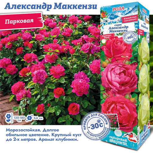 Роза Александр Маккензи (Канадская/Парковая) 1шт
