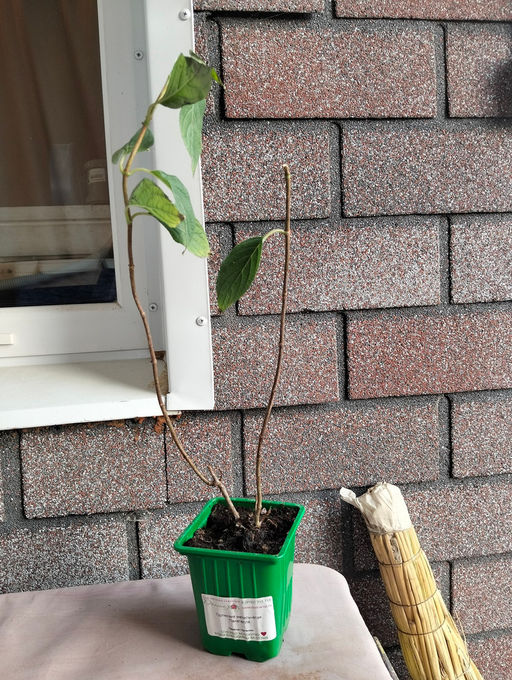 Гортензия метельчатая Панателла