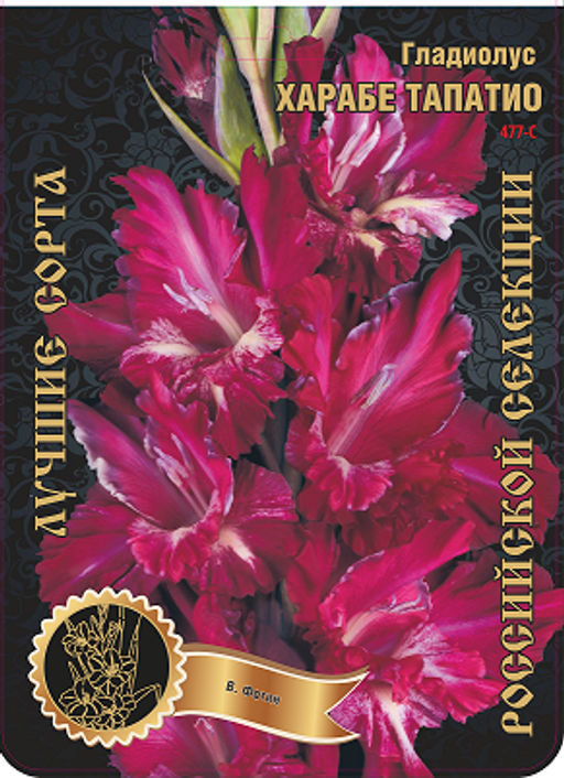 Гладиолус Харабе Тапатио (В-14-343) 477,Фотин 1 р-р 7шт (Ф)