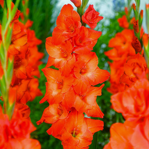 ГЛАДИОЛУС Лайв Оак Разбор 10/12 Кол-во упак., шт 8