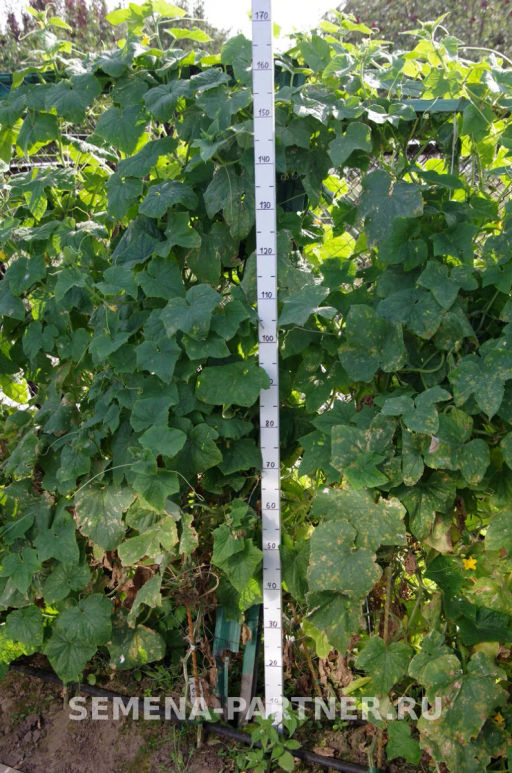 Огурец пчелоопыляемый Феличита - Партнер фото 6